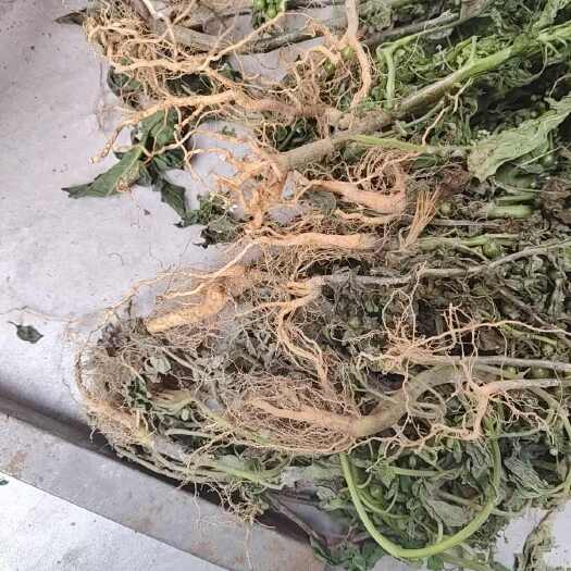 广州中药材龙葵根