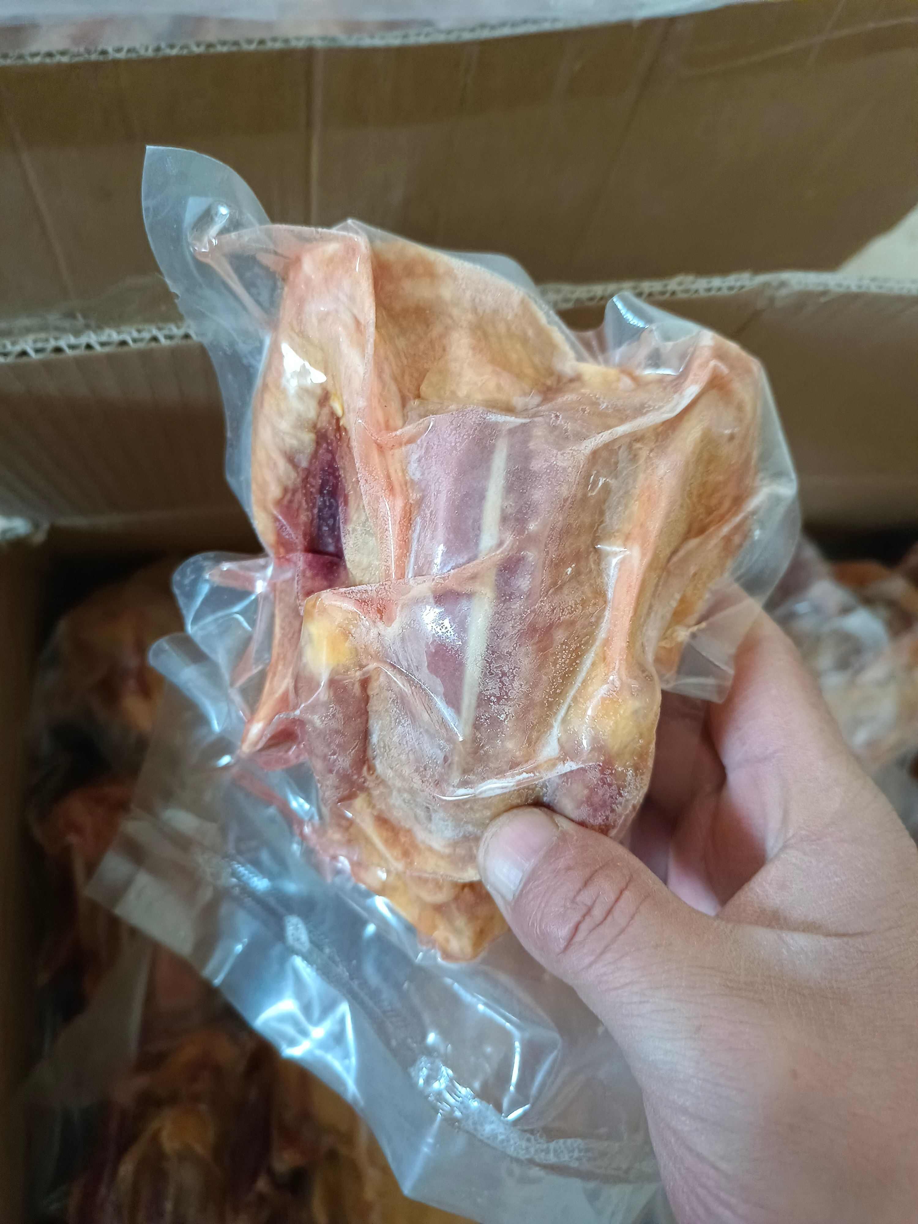 白条鸽  大量提供老鸽乳鸽 ，