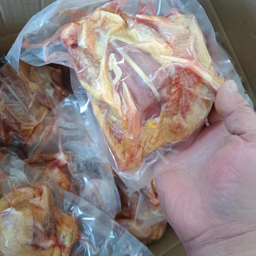 莘县白条鸽  大量提供老鸽乳鸽 ，