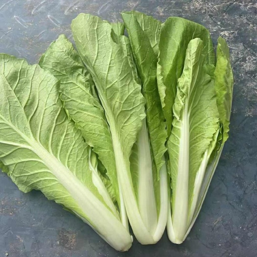 南通快白菜