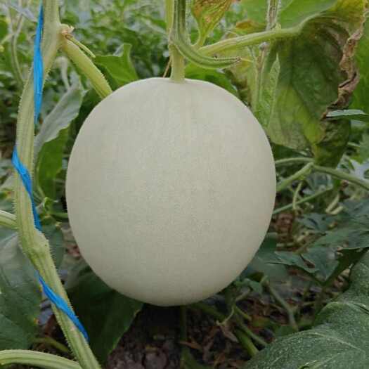 肥西县冰激凌甜瓜苗玉菇甜瓜苗