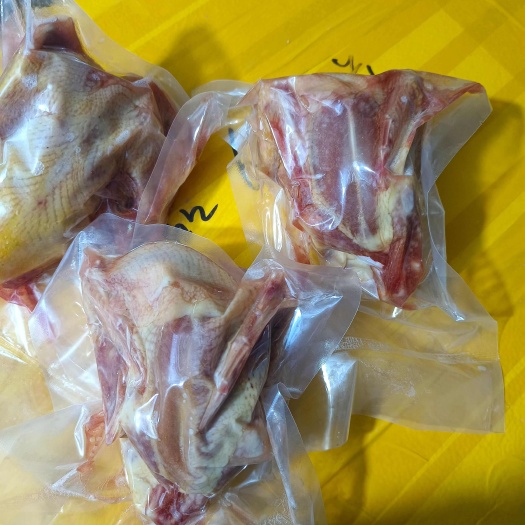 莘县白条鸽  冰鲜乳鸽 ，什么规格都有