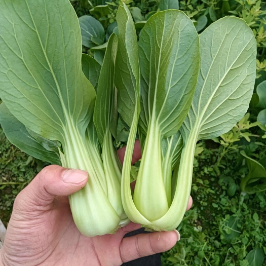 南通新鲜上海青 小白菜 绿色蔬菜 江苏南通直发 优质叶菜