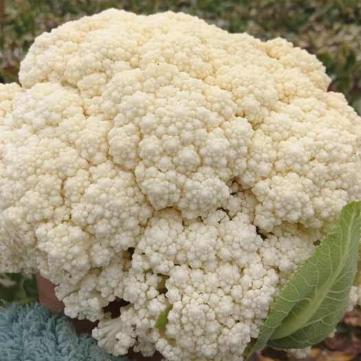 天门市花菜