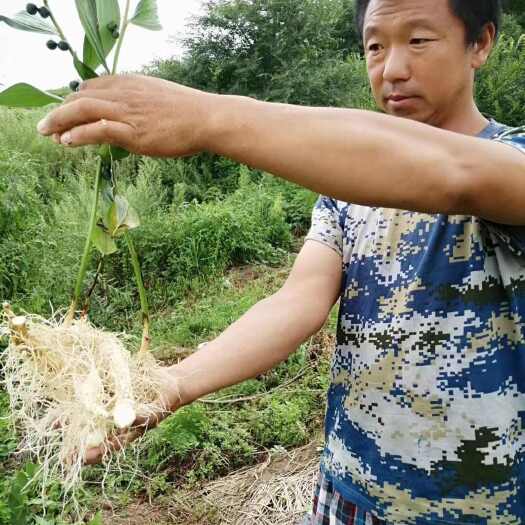 清原县大玉竹种苗
