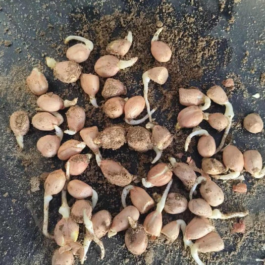 民权县源花308  花生种