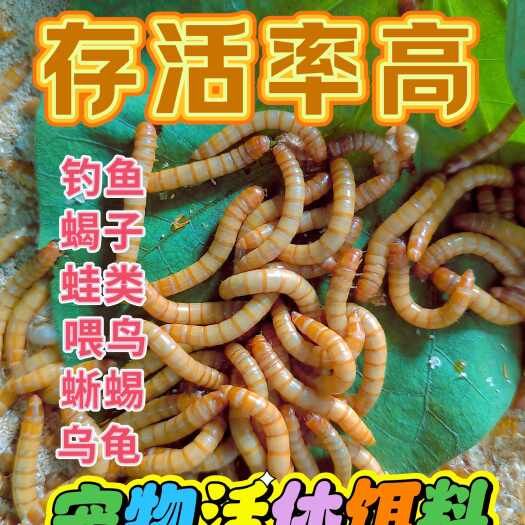 卢氏县黄粉虫商品虫一斤装