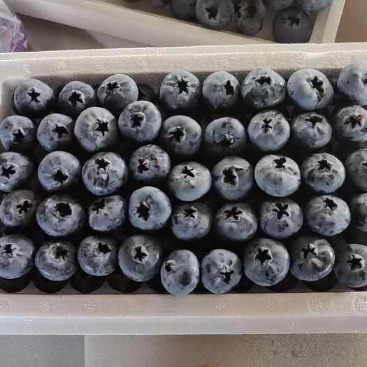 蒙自市云南L11蓝莓