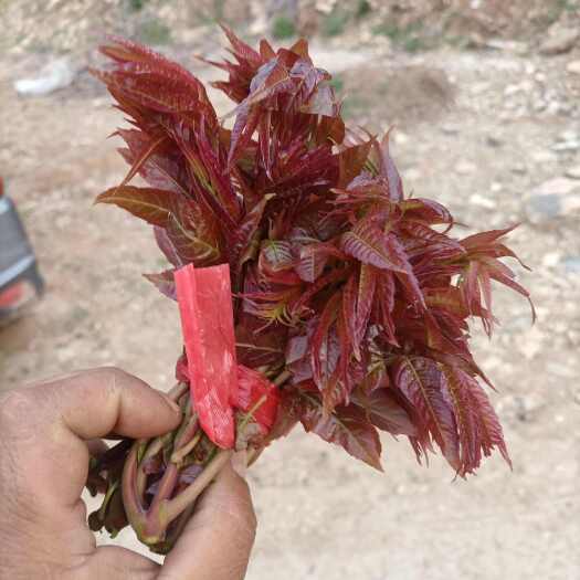临朐县各种规格红油香椿树苗