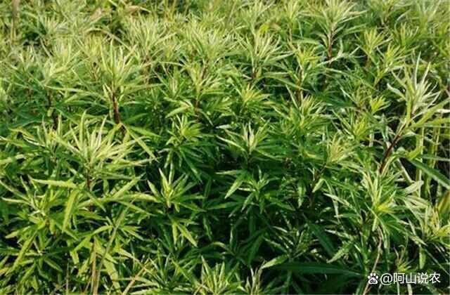岳陽縣我有2萬斤藜蒿誰要