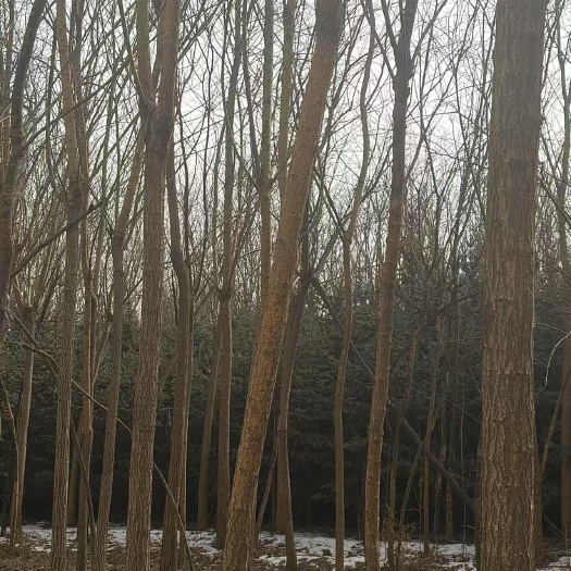 卖风景绿化树