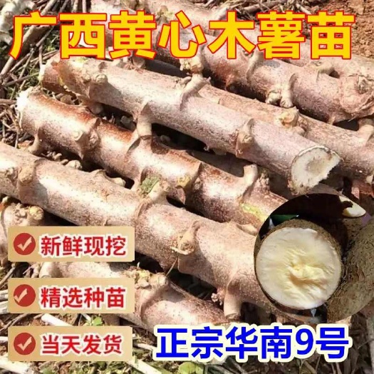 灵山县广西华南9号黄心木薯种批发零售