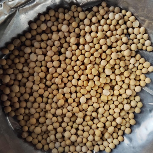 东北黄豆，精选大粒，高蛋白欢迎选购。