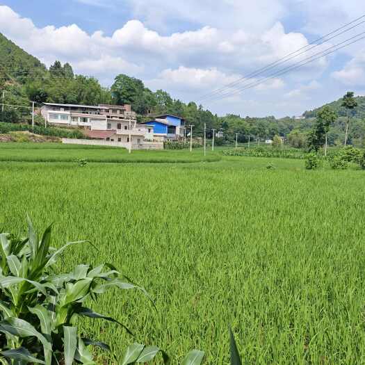 中江县德阳中江县高标水稻田2800亩、旱地200