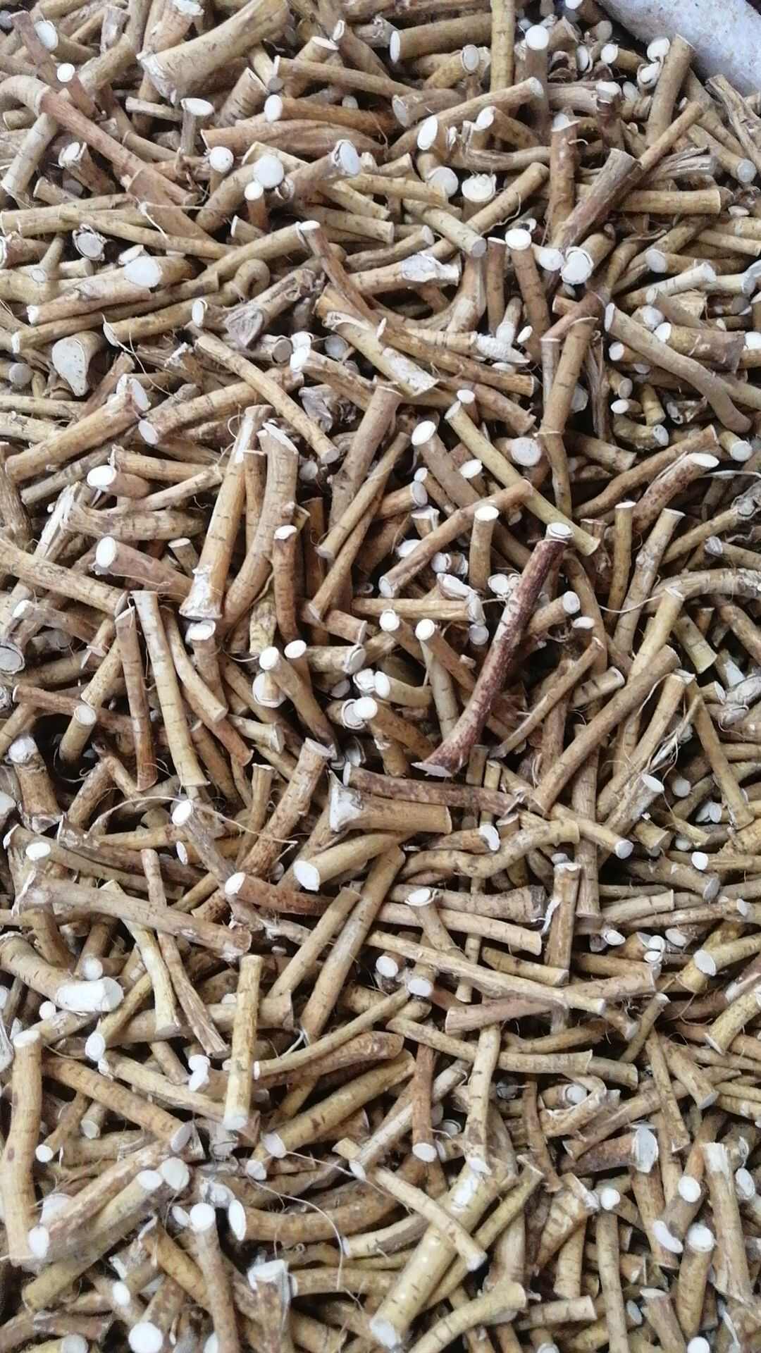 五指毛桃小节无硫干货味道正五指牛奶细条段状中药材五爪龙批发