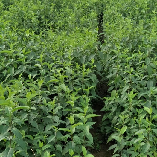 江津区40公分杜仲苗  植物检疫保障