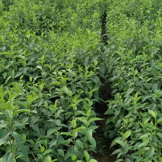 重庆市江津区40公分杜仲苗  植物检疫保障