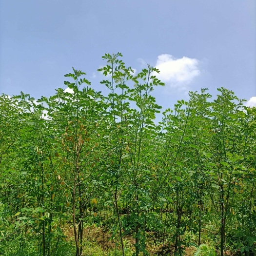 重庆江津黄花槐3公分A级精品带土球发货含技术指导