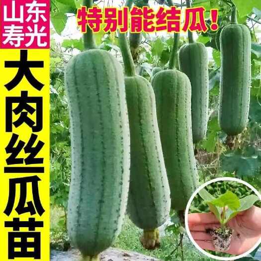 寿光市早熟大肉丝瓜苗短丝瓜苗种籽四季阳台盆栽丝瓜种子苗带土蔬菜苗秧