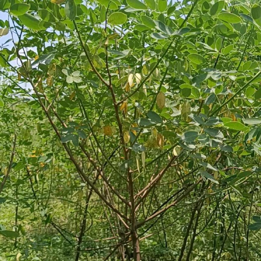 重庆市4公分黄花槐精品树苗支持检疫证书和技术指导带土球发货