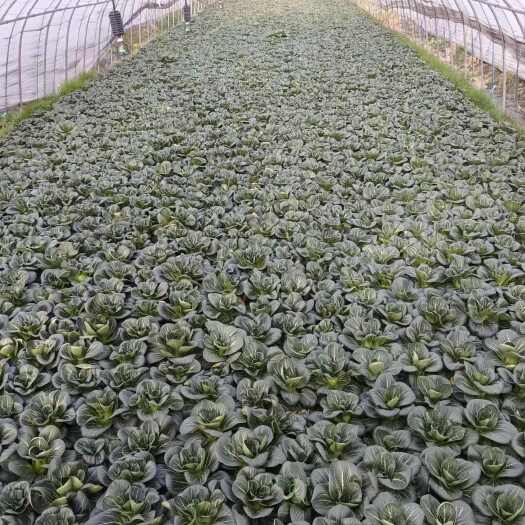德清县黑油菜