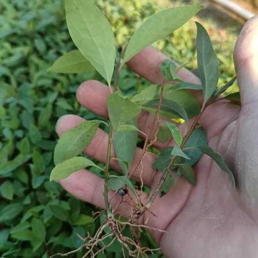 灵山县正宗山苍子木姜子山胡椒5-10cm高裸根种子小芽苗奶苗幼苗