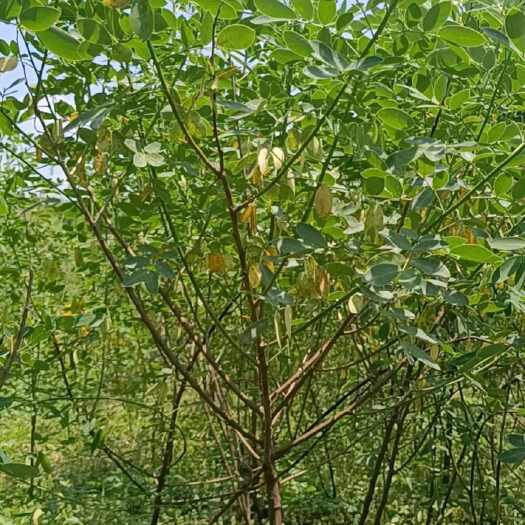 2公分黄花槐带土球发货 可提供发票和技术指导