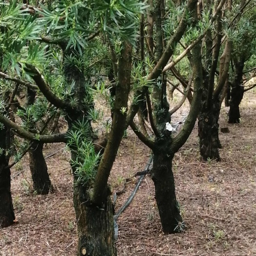 雀舌罗汉松