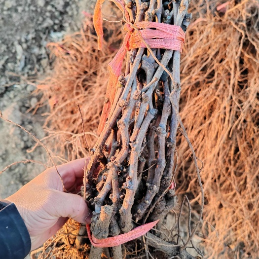 卢龙县红提苗 红提葡萄苗