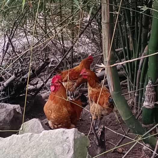 忠县三黄鸡