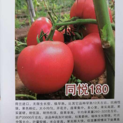 寿光市同悦160硬粉西红柿，硬度高、大果沙瓤，耐裂性好。