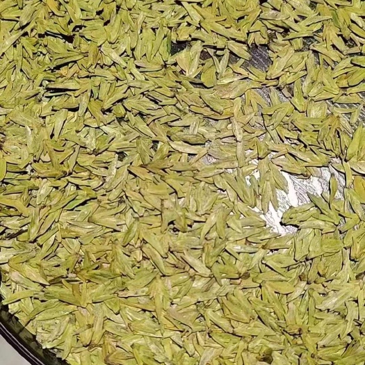 乌牛龙井 豆香新茶 2025新茶浓香型豆花香绿茶