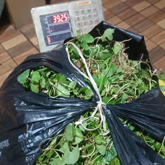 南宁雷公根菜（积雪草