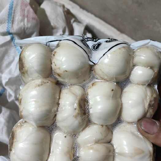 兰州12头