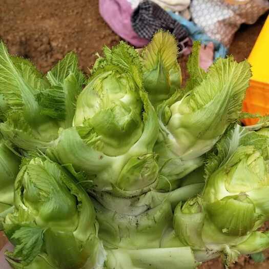 兴义市贵州儿菜