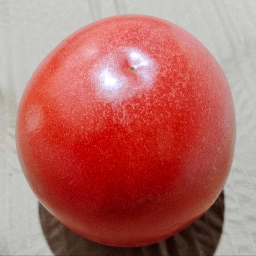 安康精品番茄，物美价廉，欢迎采购。