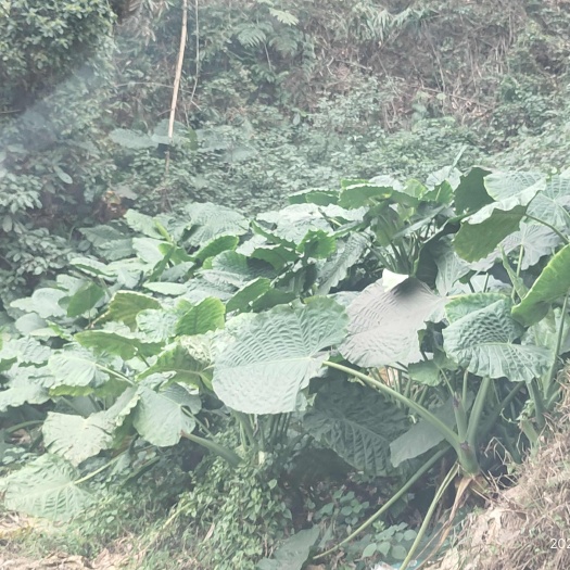 新鲜健康滴水观音盆栽 产地直发  美观大气 植物观赏佳选