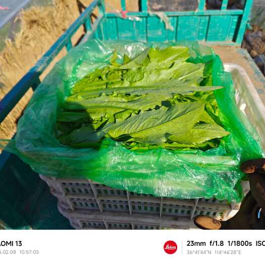 邯郸精品油麦菜，产地直销，价格合理