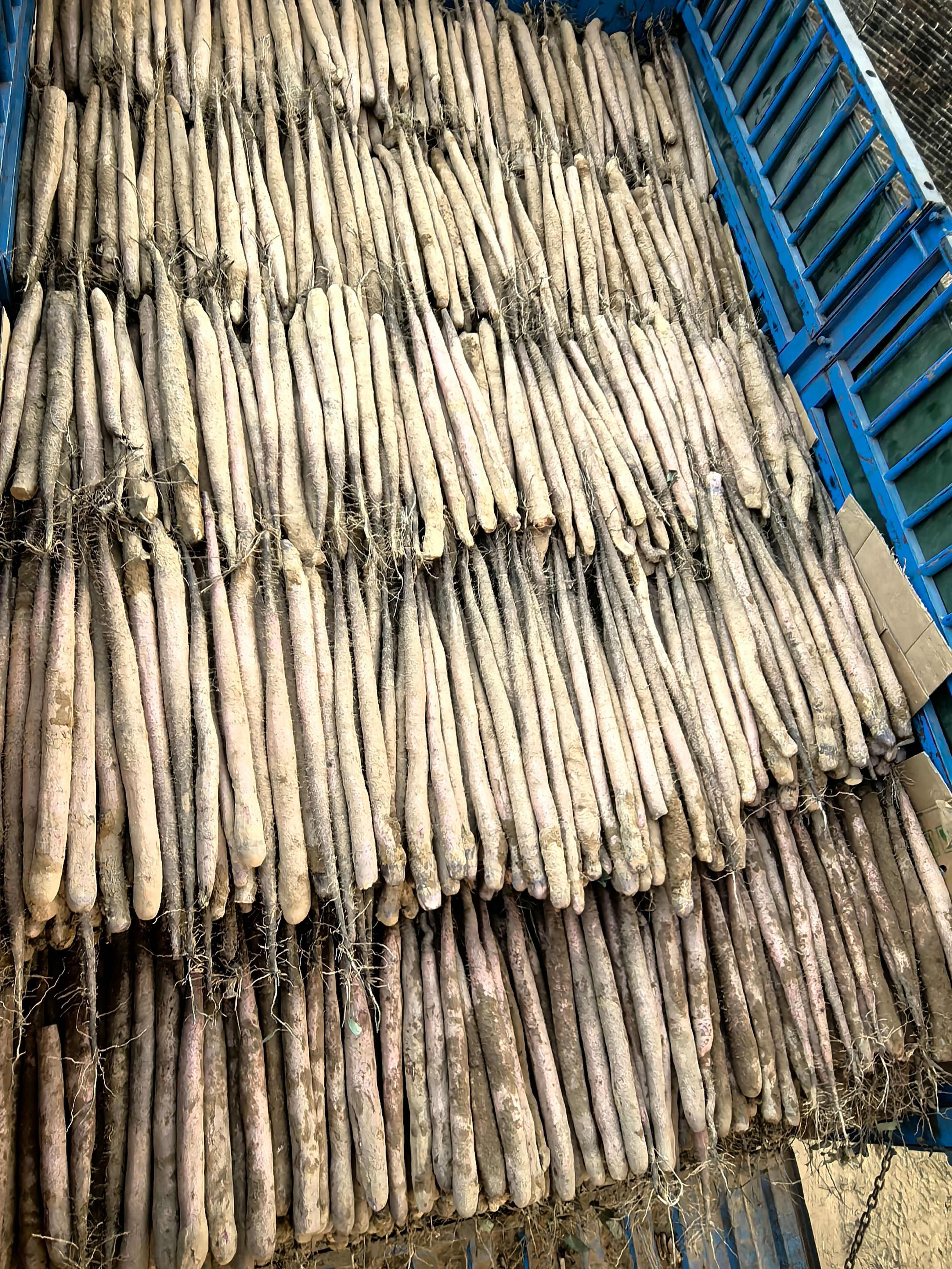 淮山药  小叶淮山  大型基地直供