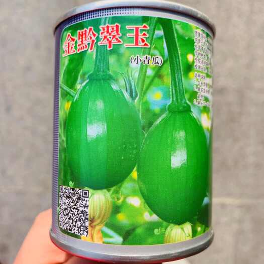 沭阳县金黔翠玉小青瓜种子杂交深绿色小青瓜种籽一串玲小南瓜种子早熟