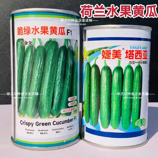 沭阳县脆绿荷兰水果黄瓜种子强雌婕美塔西亚小黄瓜种子脆甜光滑无刺春秋