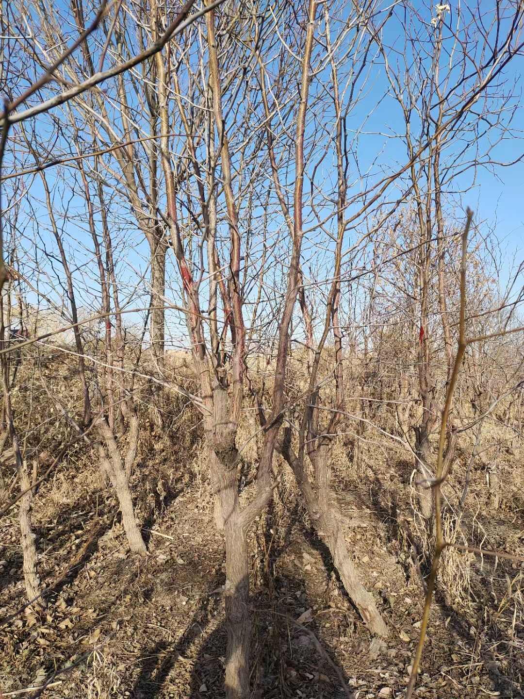 无棣县优质冬枣树苗