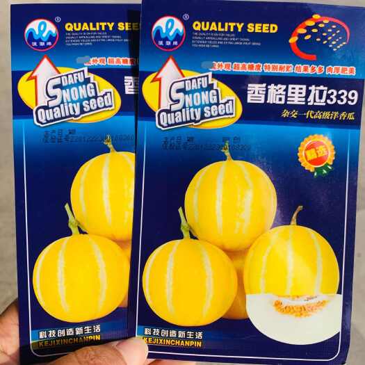 沭阳县金童甜瓜种籽 椭圆形黄皮红肉厚薄皮甜瓜种子糖度高脆甜香瓜种子
