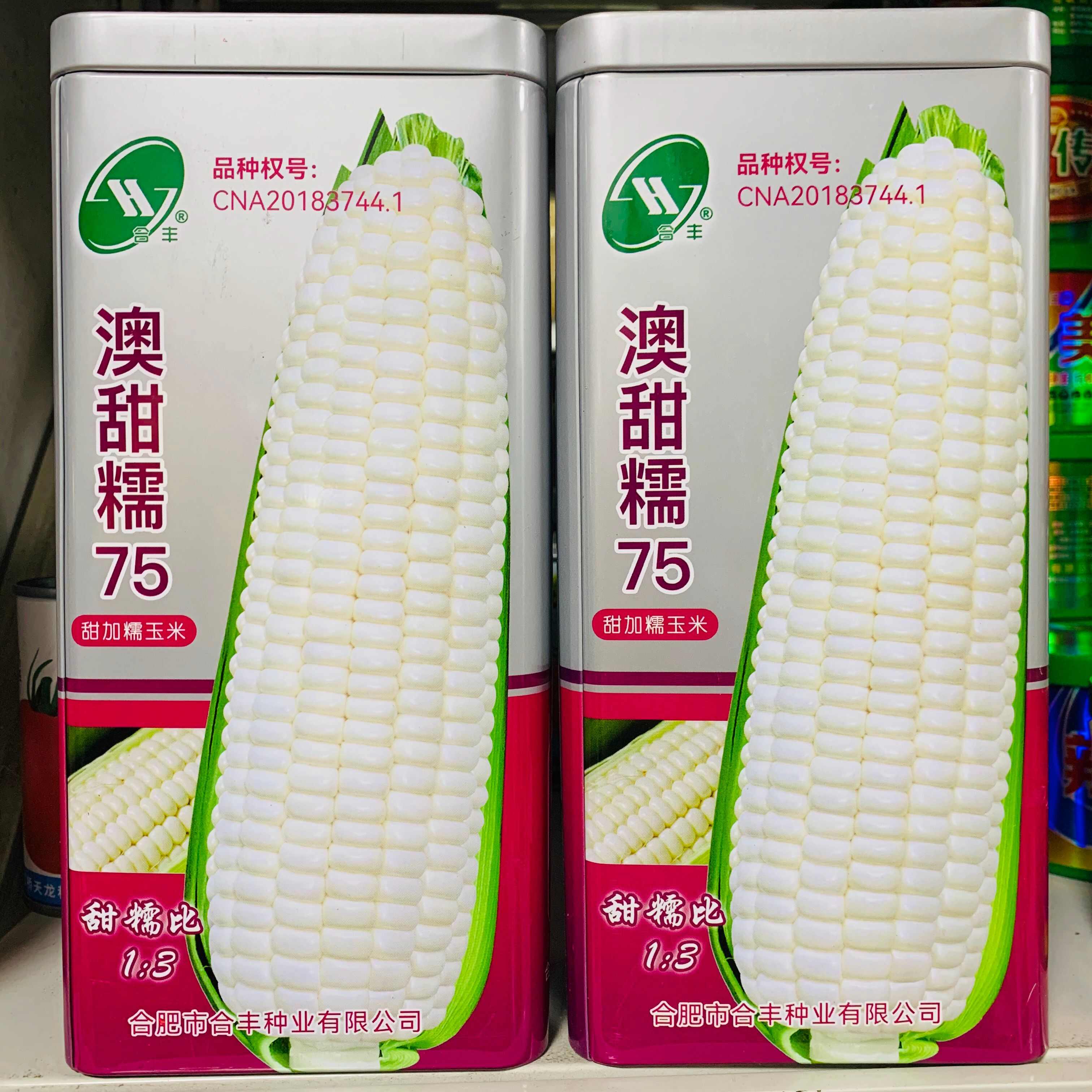 澳甜糯75玉米种子大棒甜加糯玉米种子 鲜食白糯玉米四大区审定