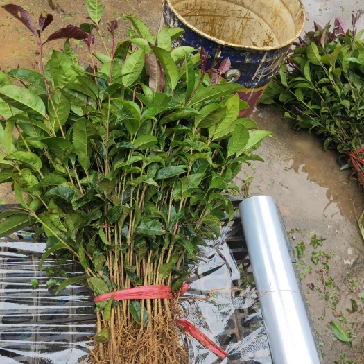 兴安县桂花苗 桂花树苗 金桂 八月桂 包邮