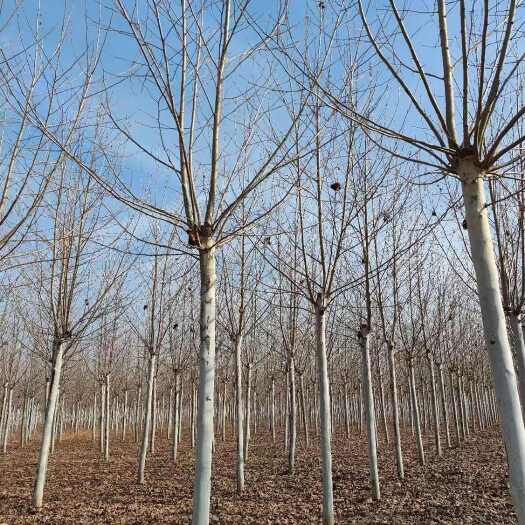 太康县河南周口法桐基地，精品法桐树，法国梧桐树
