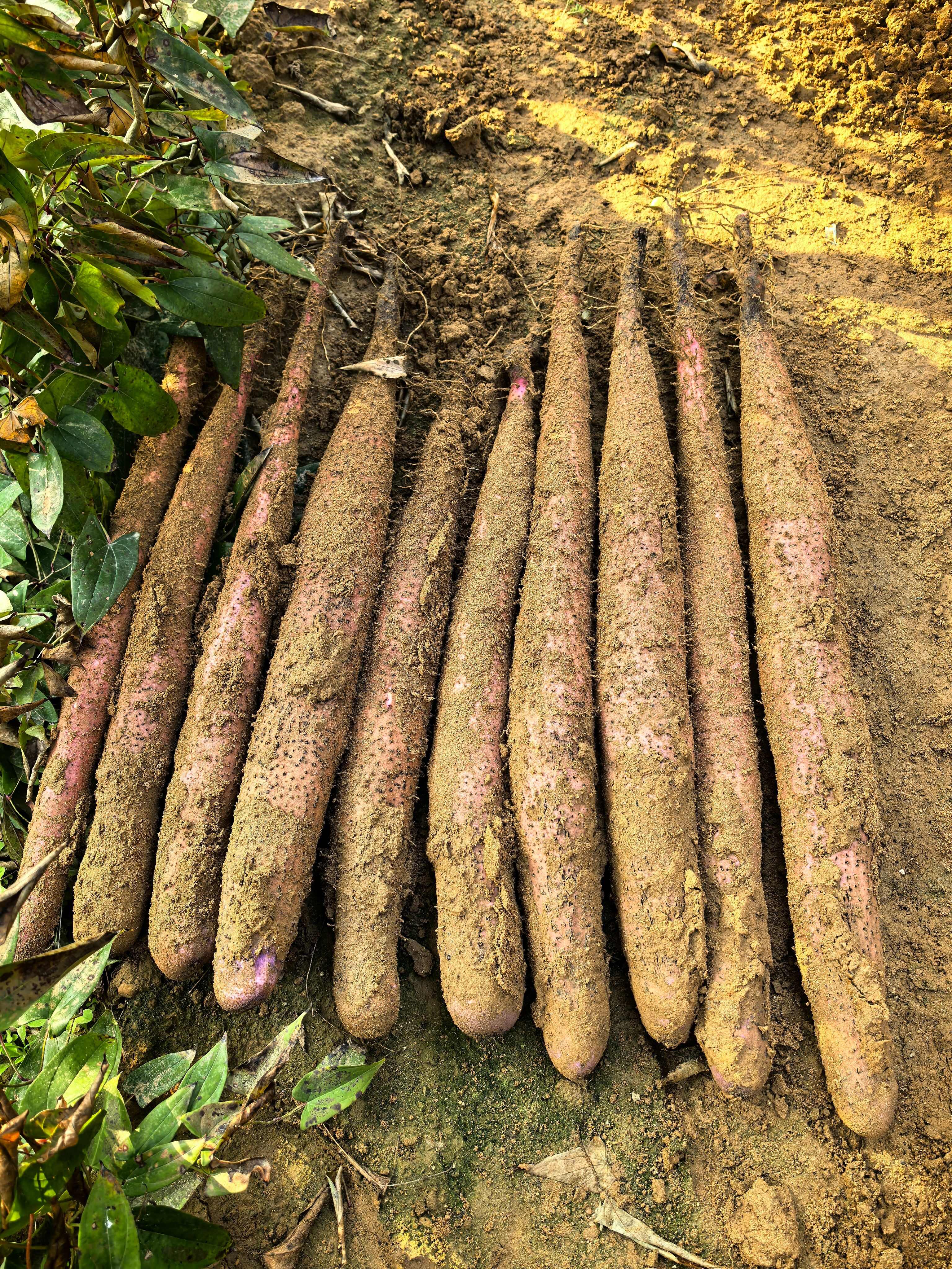 淮山药  小叶淮山  大型基地直供