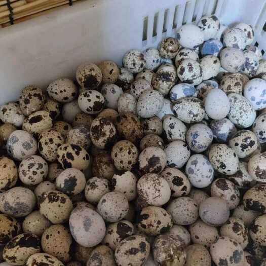 沂南县沂南老农鹌鹑蛋