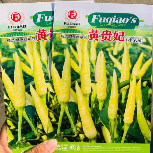 沭阳县黄贵妃小米辣种子腌制泡椒种子黄白色朝天椒种籽特辣辣椒种孑