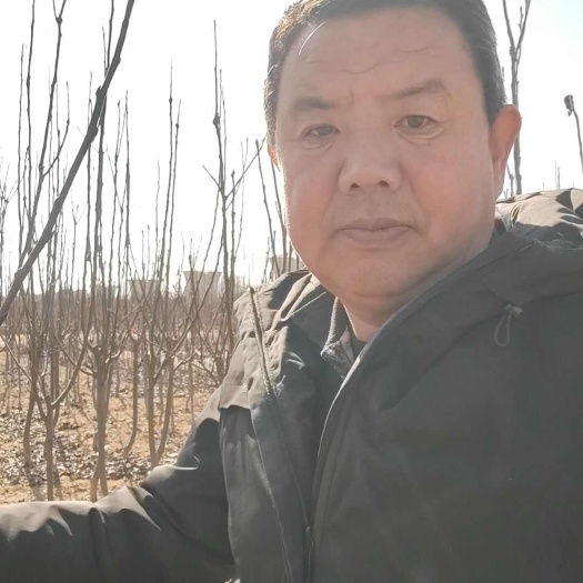 泰安2公分3公分梨树4公分5公分6公分梨树品种全